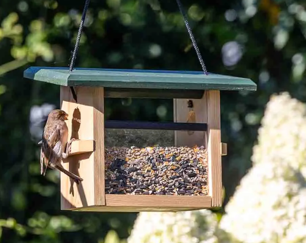Bird Feeder or Bird Table: Which Sells Better in Europe?