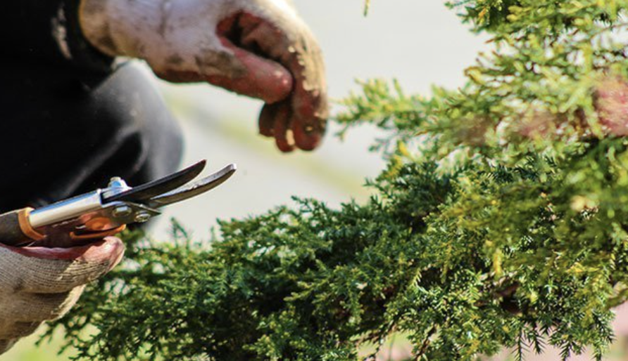 How to Choose a Reliable Garden Products Supplier in China