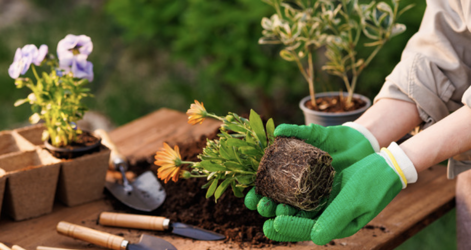Guide: Tools for Beginner Gardeners