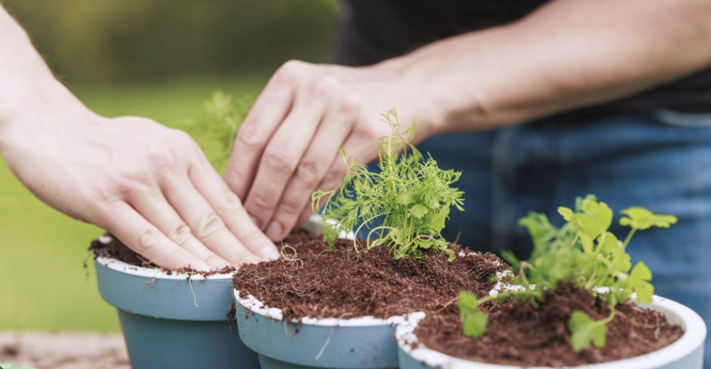 How to Choose the Right Flower Pot Size for Your Plants