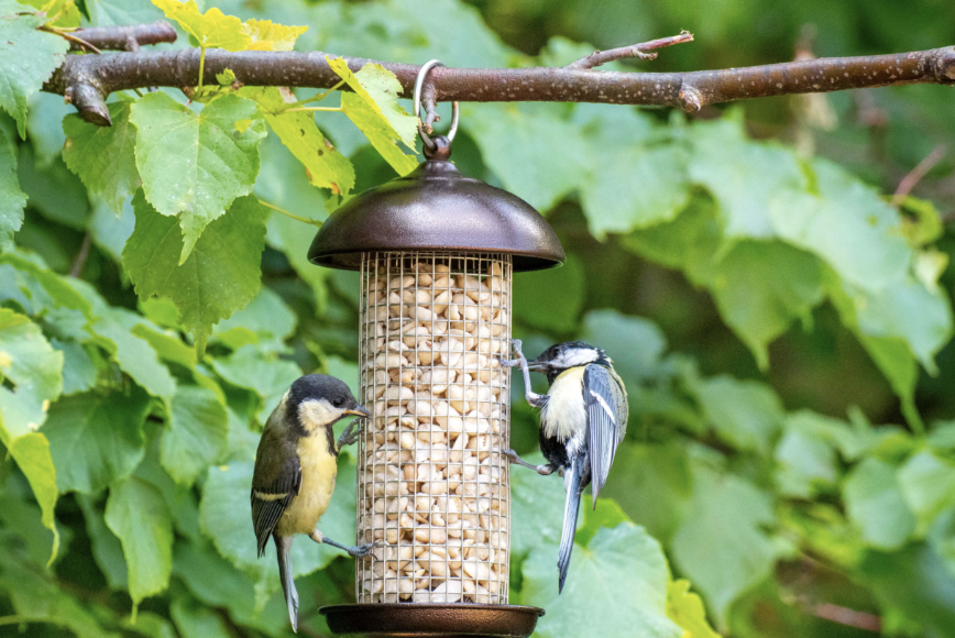 How Bird Feeders Help Create a Wildlife-Friendly Garden
