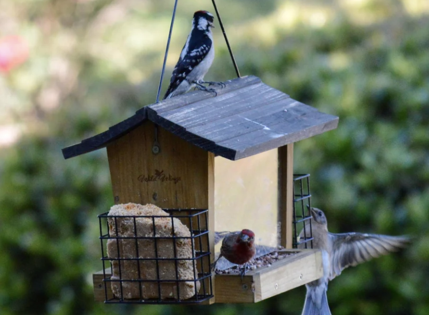 How Often Should You Clean a Bird Feeder?