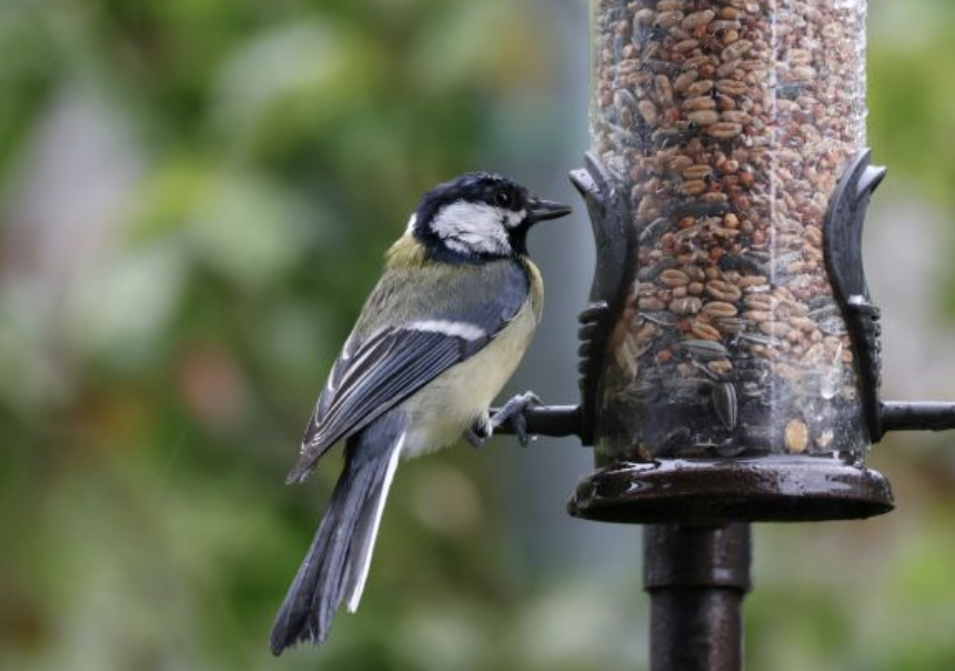 Why Are Birds Not Using Your Bird Feeder? 8 Common Reasons and Solutions
