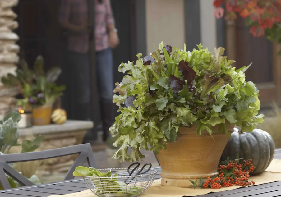 2027 Spring Garden Products: Which Products Should Retailers Keep, Upgrade or Drop?