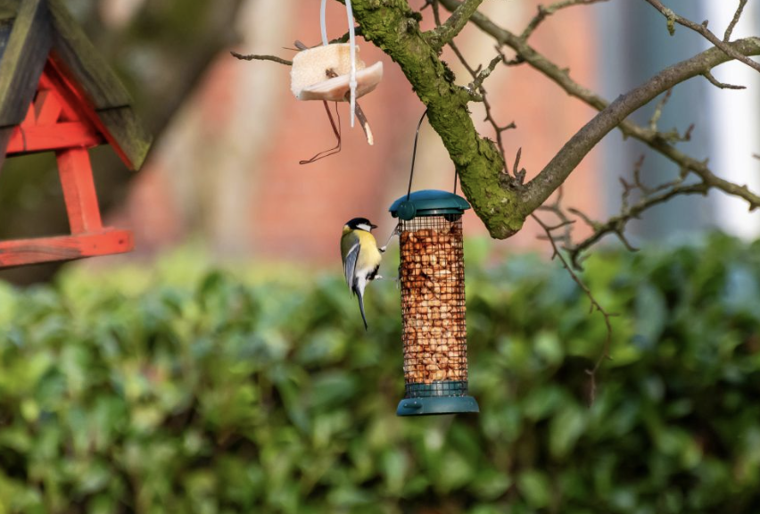 Why Are Bird Feeders Becoming More Than Just a Bird-Feeding Product?