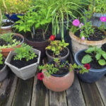 Why Are Large Flower Pots Becoming More Popular in 2027?