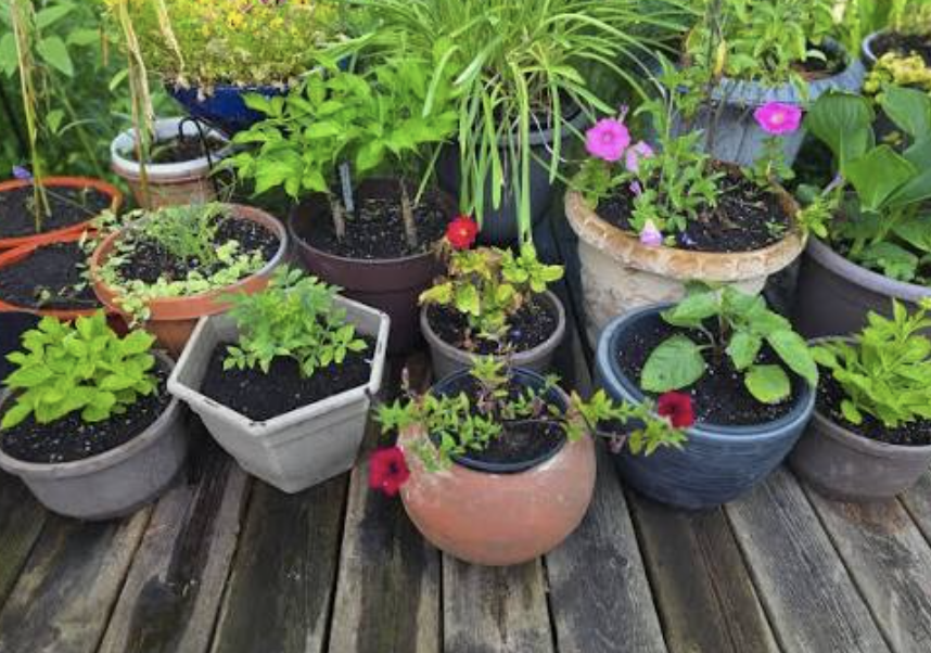 Why Are Large Flower Pots Becoming More Popular in 2027?